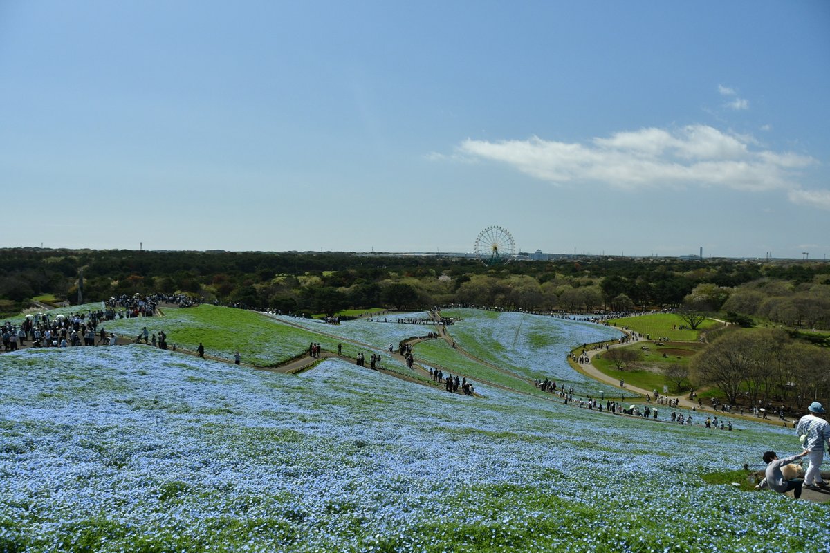 国営ひたち海浜公園【公式】 tweet media