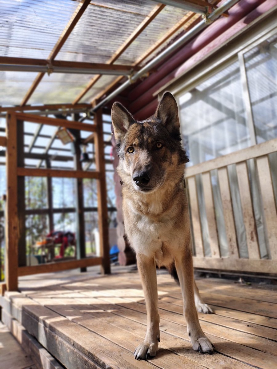 今日のカッコいい九条さんは逆光で祖父のオーディンを彷彿とさせる精悍さ。
#九条　#狼犬