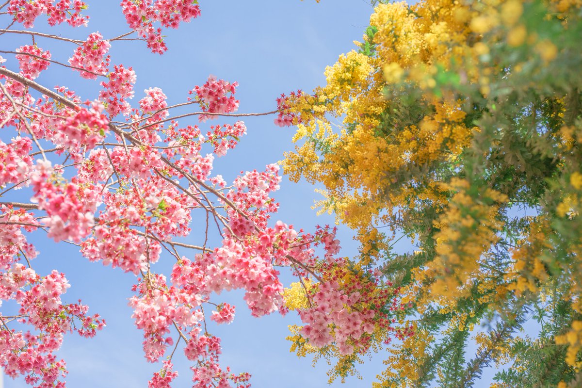 tsumugi_pt999's tweet photo. みんなが撮った桜も見せてほしいな。 https://t.co/CR5mBqkNyh