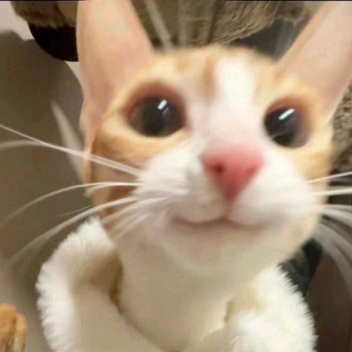 ᴄᴀʀᴏʟɪɴᴇ tweet media