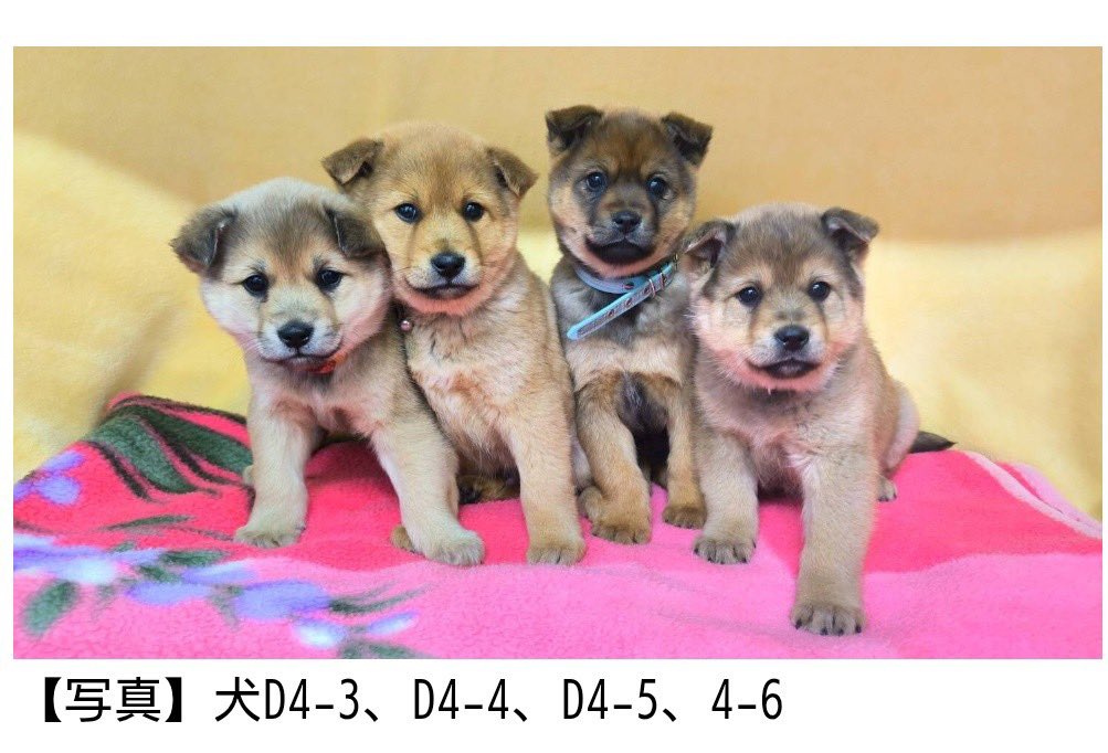 【公式】北海道動物愛護センター（あいにきた）道東センター tweet media