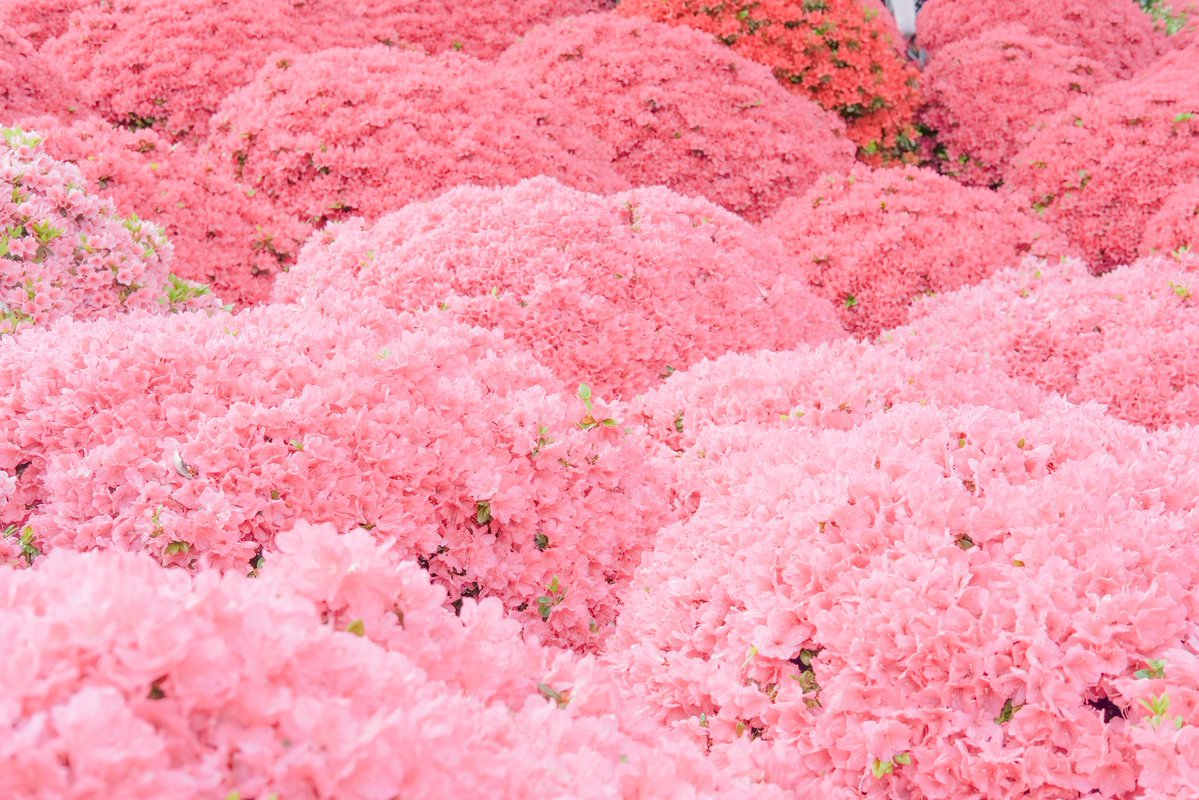 おいも tweet media