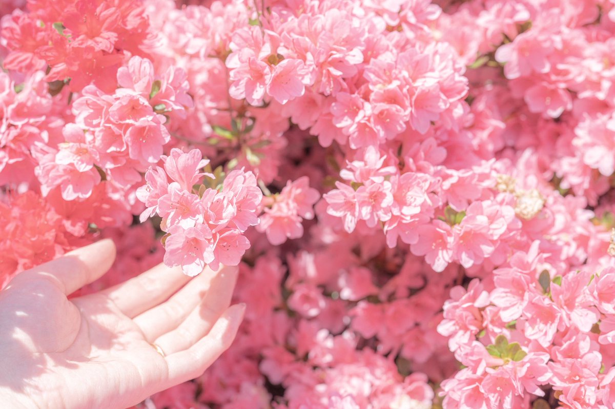 おいも tweet media