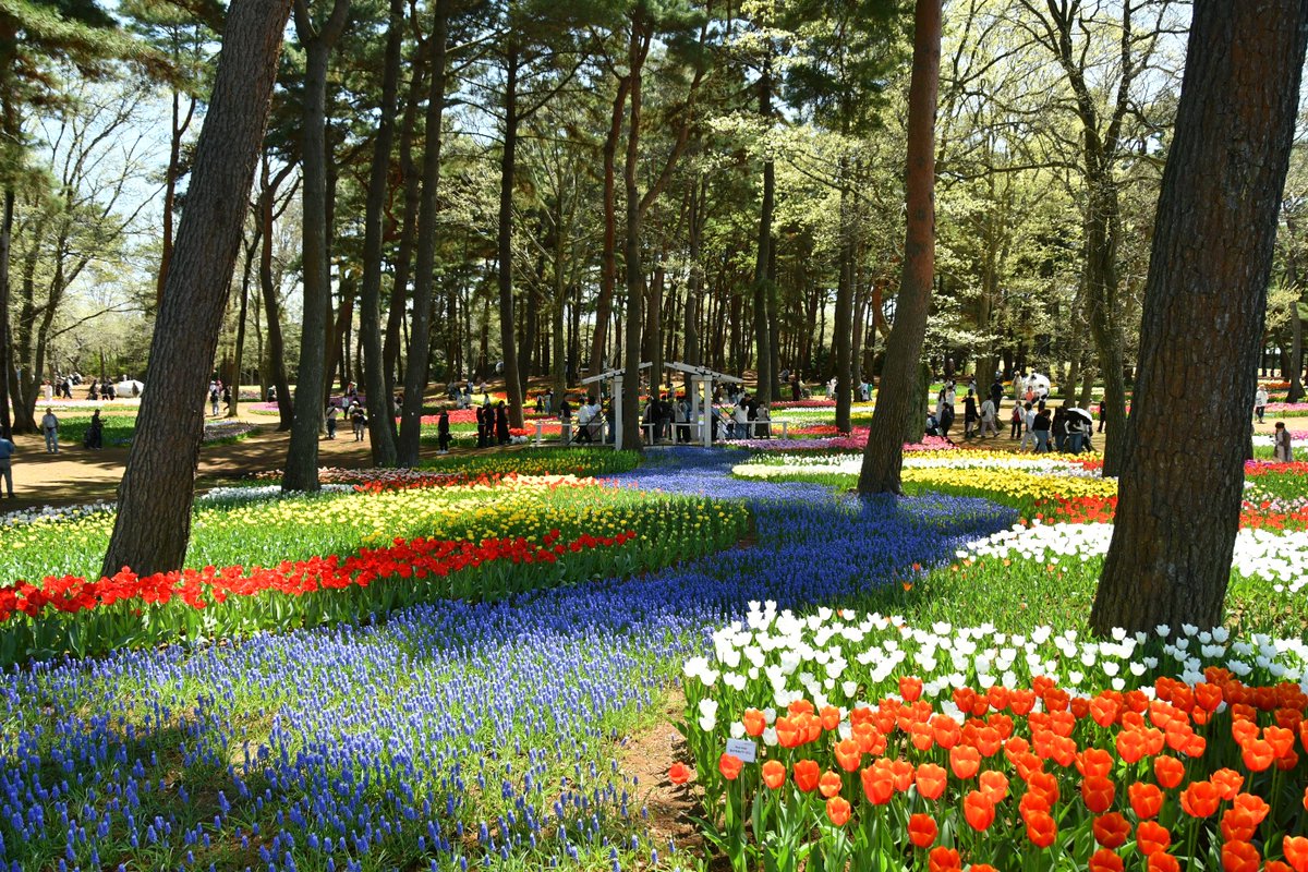 HitachiKaihin's tweet image. たまごの森フラワーガーデンでは、 #チューリップ 🌷が「見頃」を迎えています

今年は320品種、約28万本のチューリップがお出迎え❗️
ぜひ、お好きな色のチューリップを探してみてください☺️

#hitachiseasidepark #ひたち海浜公園