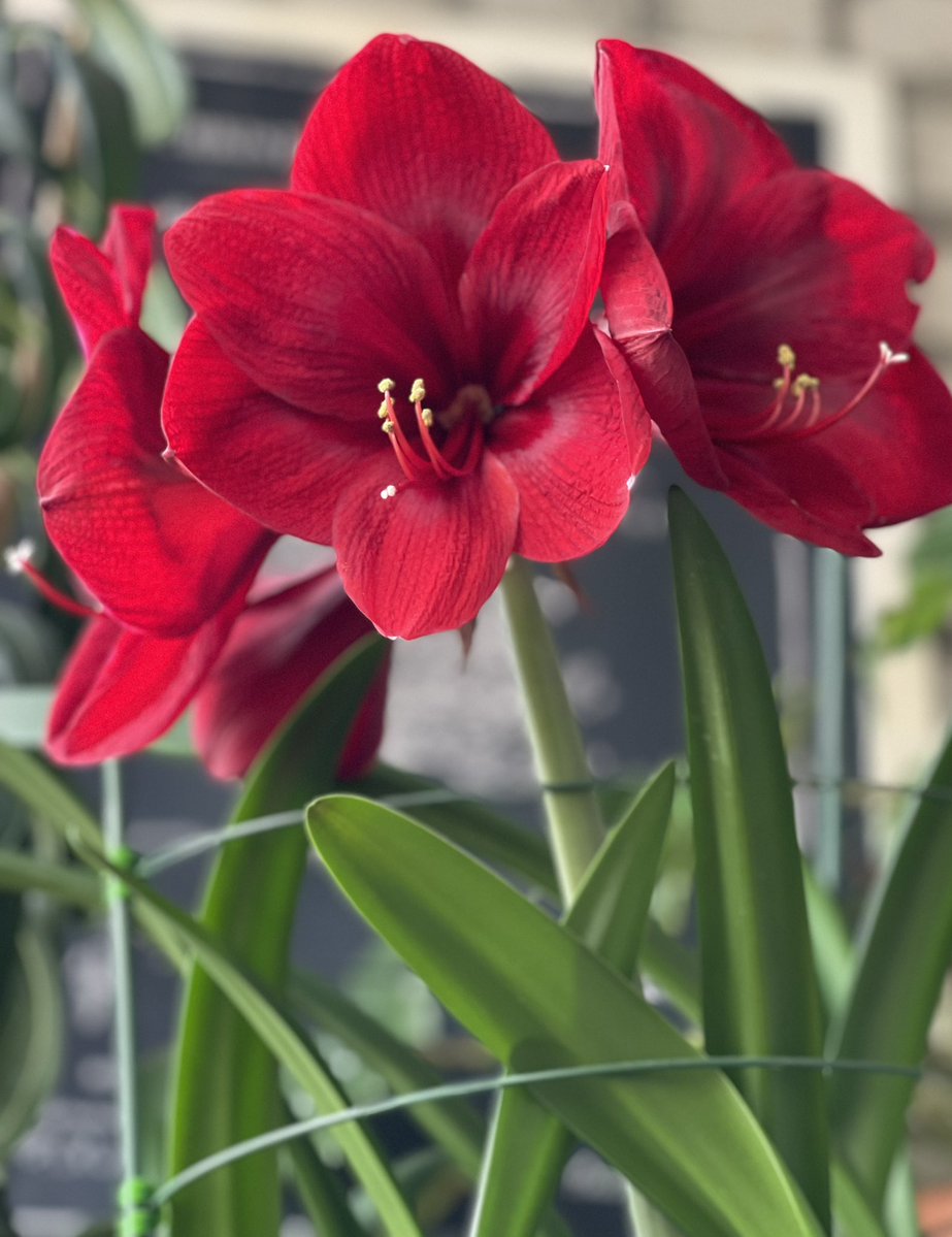 Виктория Родионова tweet media