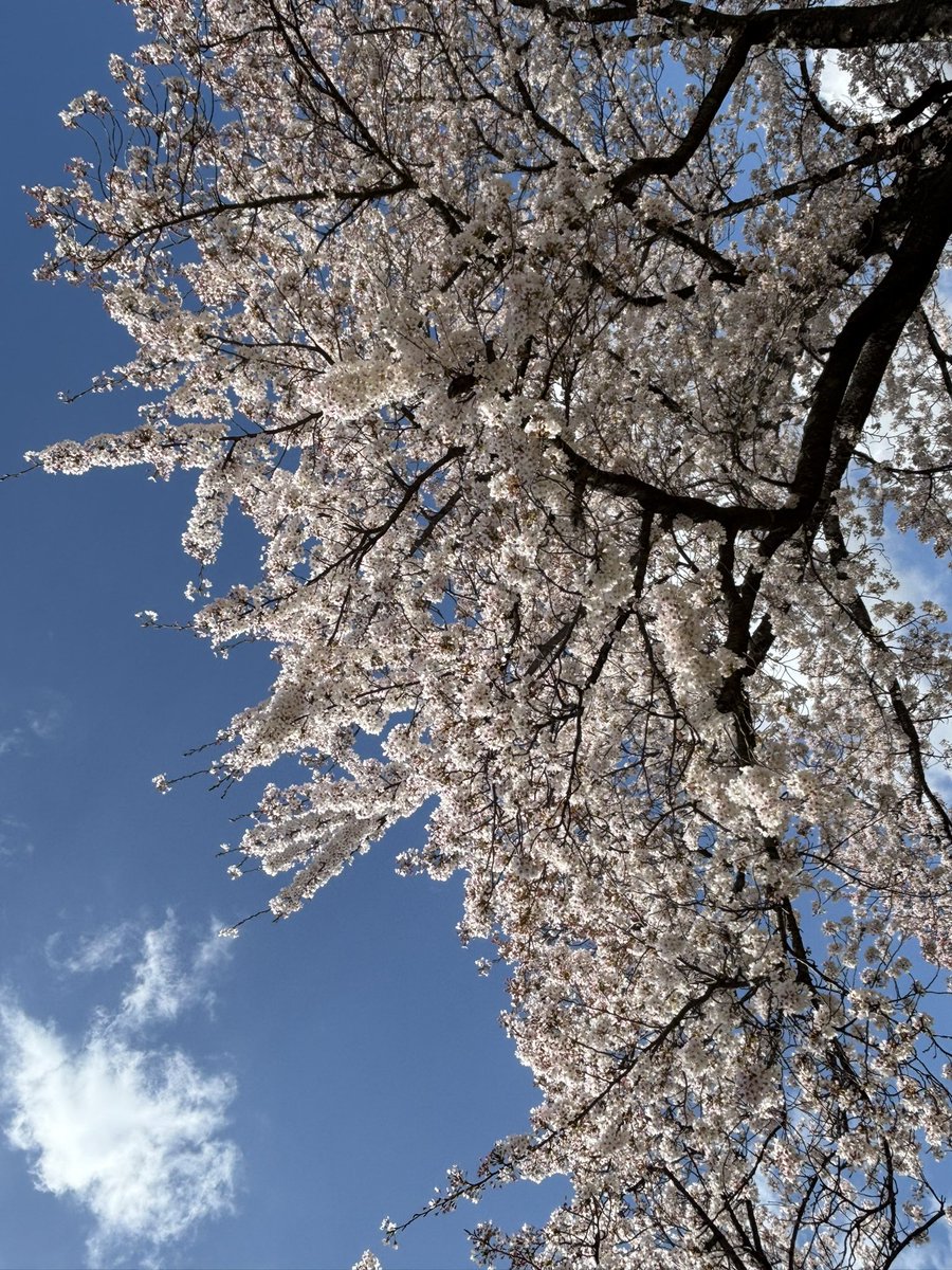 roby_111's tweet photo. 家族で開成山公園へお花見。
満開を過ぎたけど風が吹くと桜の花びらがひらひらと。
青空も出てとても綺麗でした。
#開成山 #花見 https://t.co/mOh7NhStyY