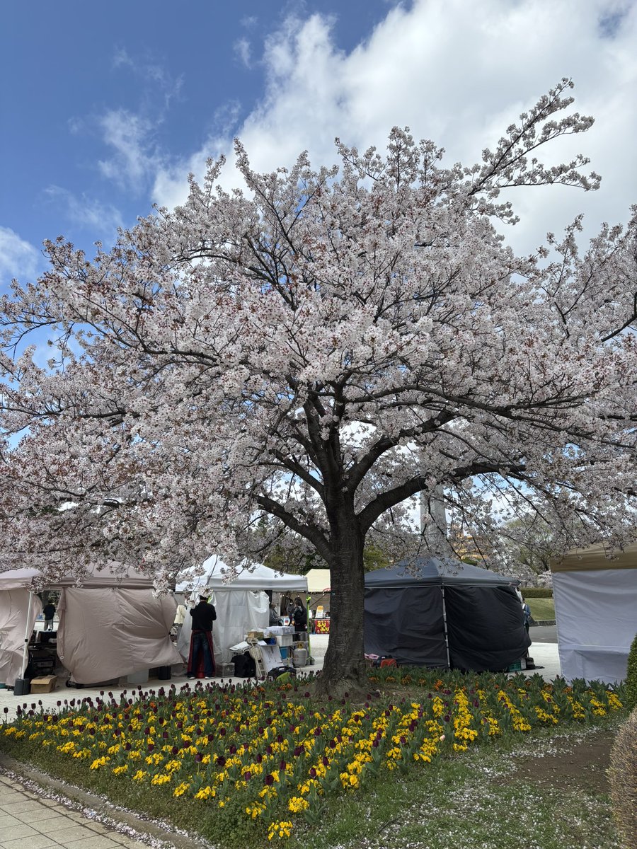 roby_111's tweet photo. 家族で開成山公園へお花見。
満開を過ぎたけど風が吹くと桜の花びらがひらひらと。
青空も出てとても綺麗でした。
#開成山 #花見 https://t.co/mOh7NhStyY