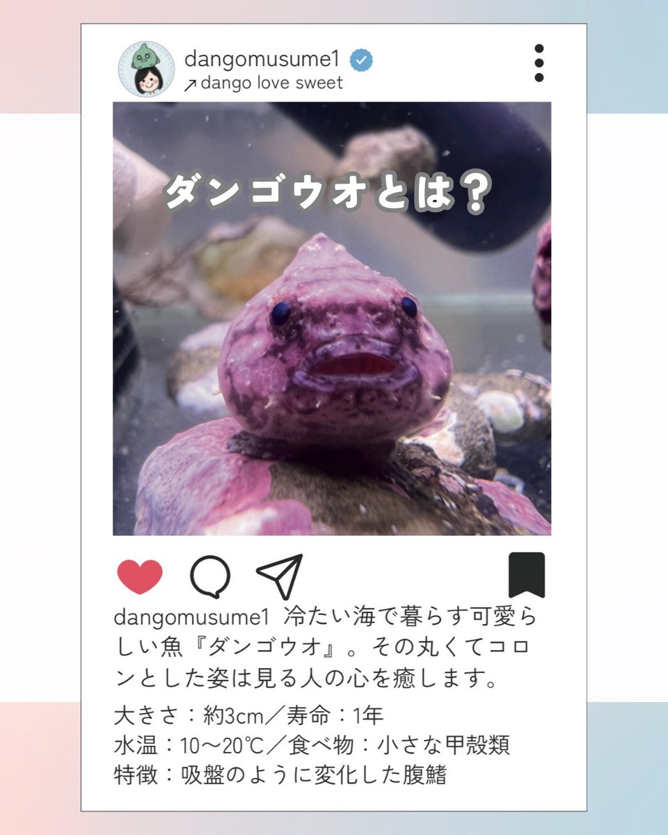 CORALROOM公式 tweet media