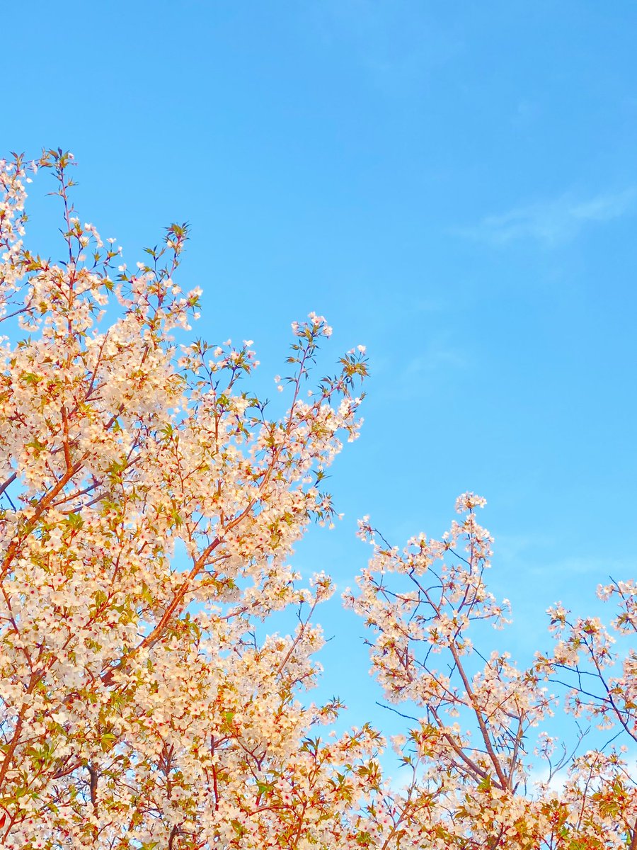 ᑦᑋ੨иPONY★姫☆ tweet media