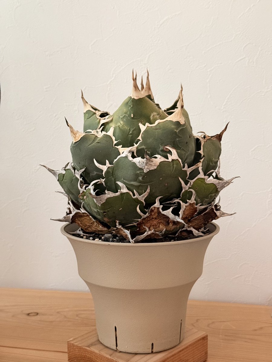 白鯨