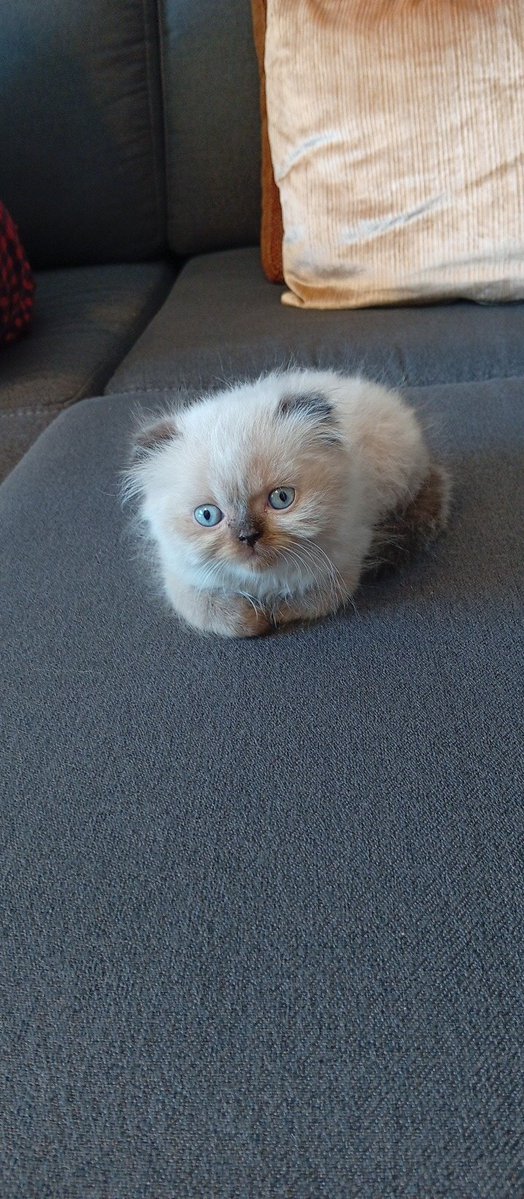 Eli Geagea tweet media