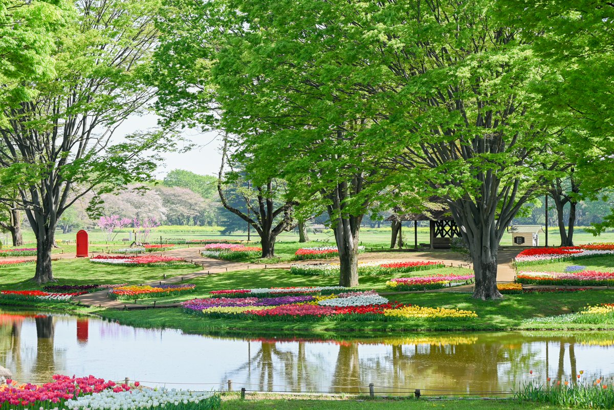 国営昭和記念公園 tweet media