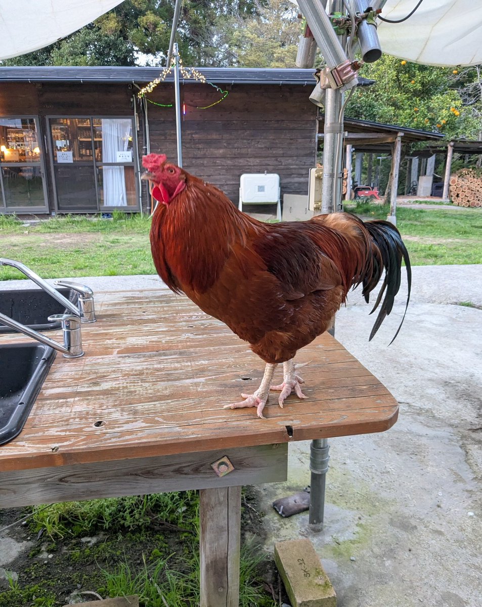 ばなな tweet media