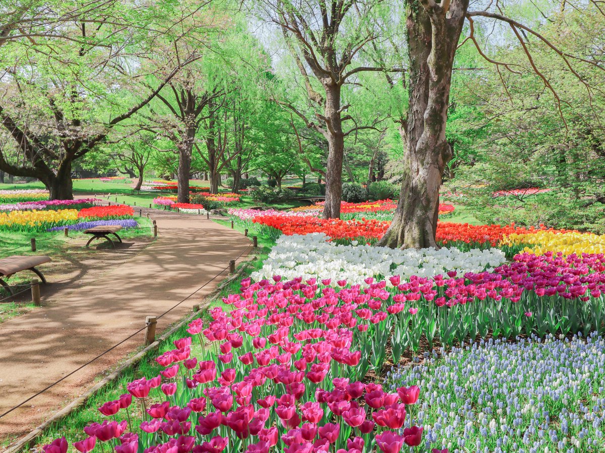 国営昭和記念公園 tweet media