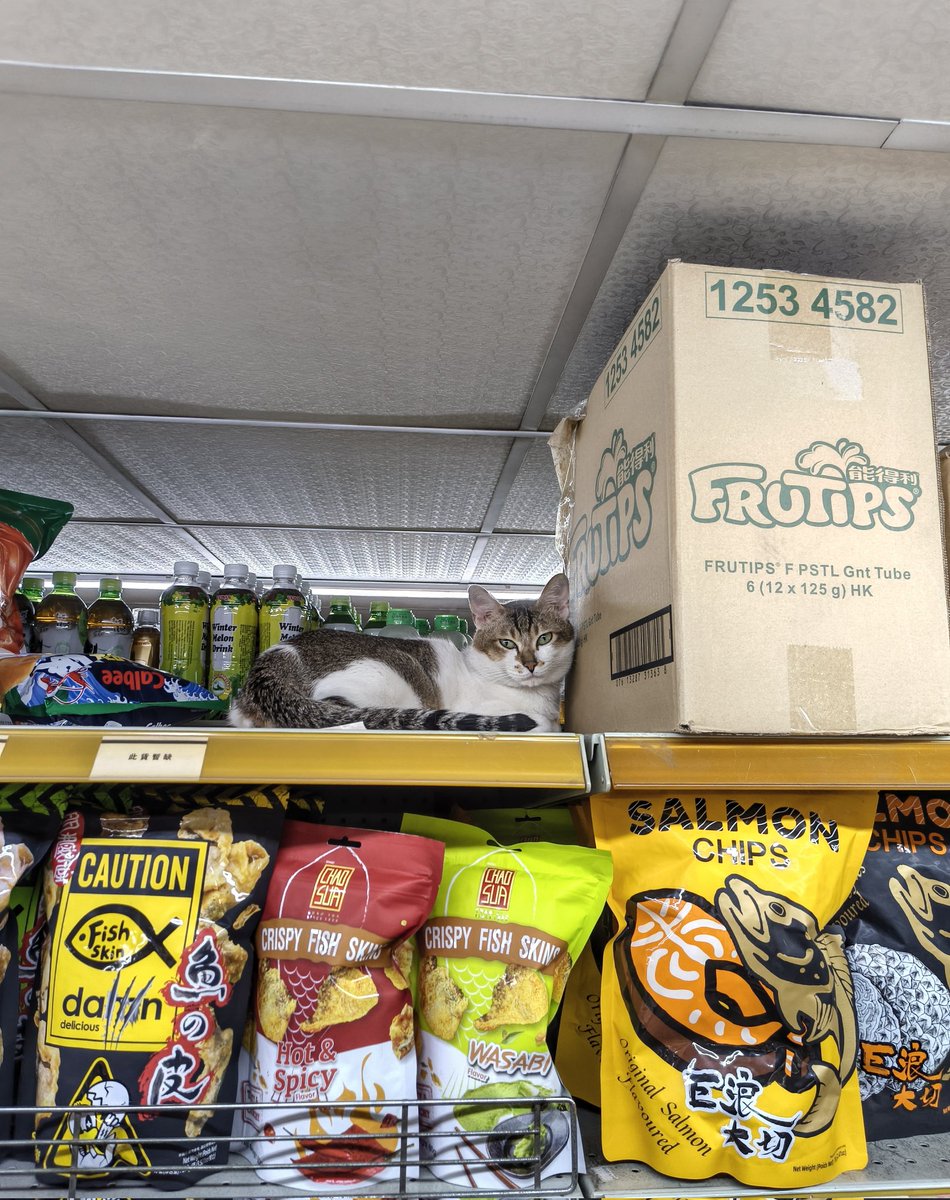 flyingpig tweet media