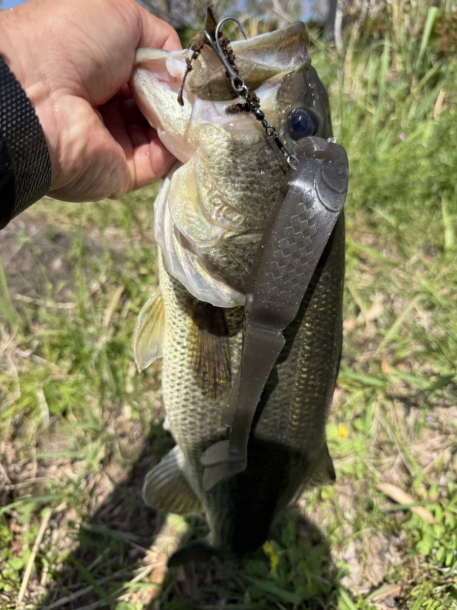 kokori45ko's tweet image. Vander180WST
水面直下大爆発プリスポーン🌋💣💥

岸沿いのカバー絡ませた瞬間ドーン‼️

超スロー巻がキーです🗝

巻きたいけど巻かない感じ…ダブルテール搭載なので水を受けてブレーキが効きやすく使い易い✨

ハイアピール＆スローに障害物ギリギリを通せます🙆‍♂️👍

#BUTZ
#GOMEXUS
#BUTZbassfishing