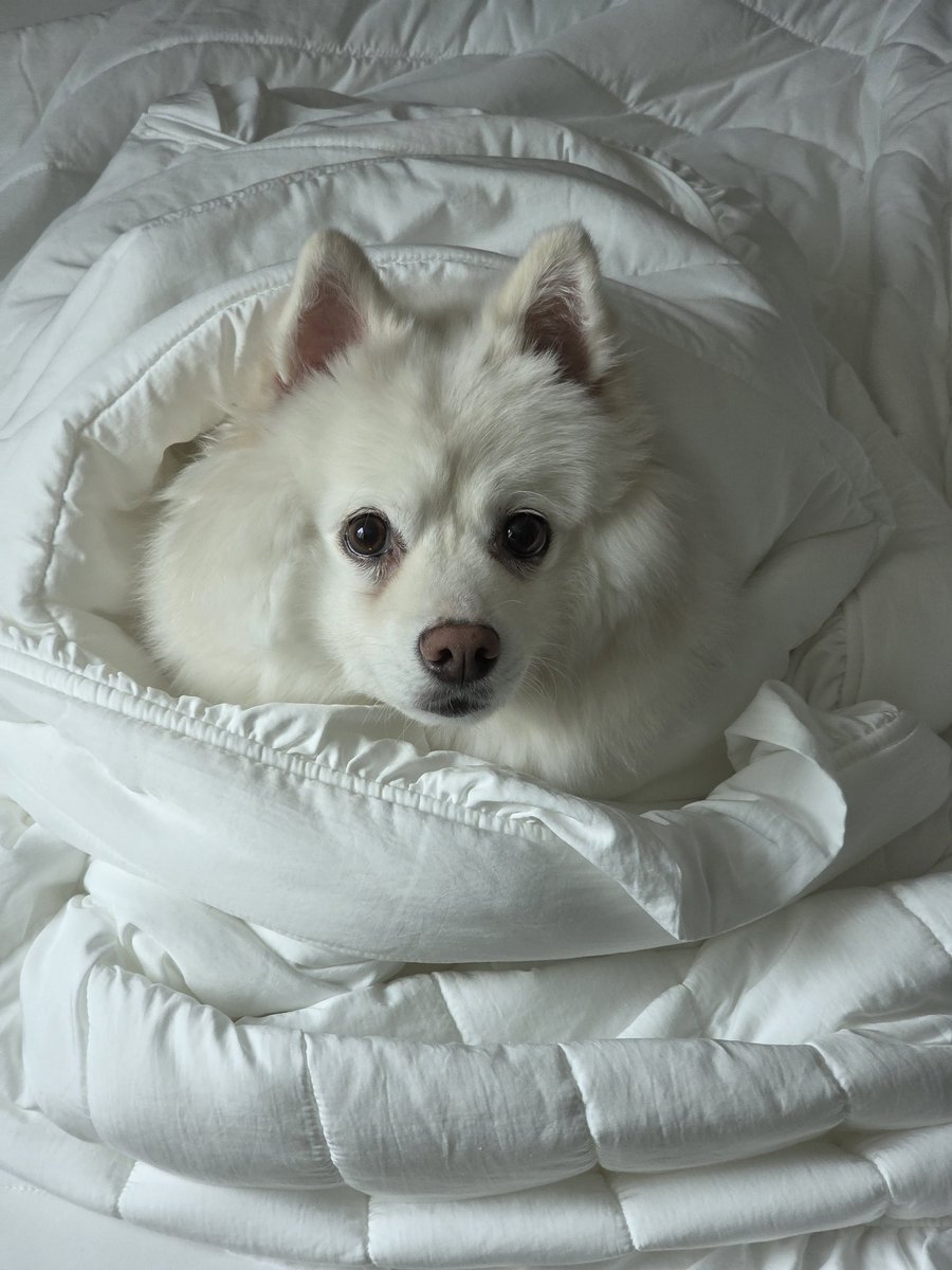 보•름/満月💜💙🤍 tweet media