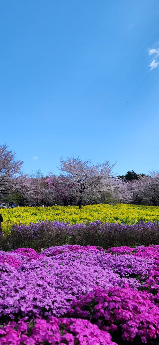 ぐっﾁｬﾝ tweet media