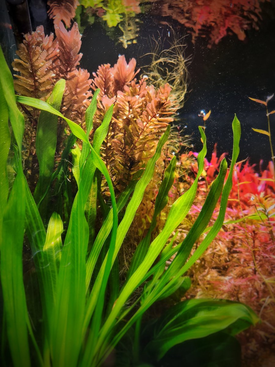 ぼちぼちトリミングのタイミングですが、これくらい大きく育った時が1番好きです。🌿

#ロタラ・トゥルナデンシス