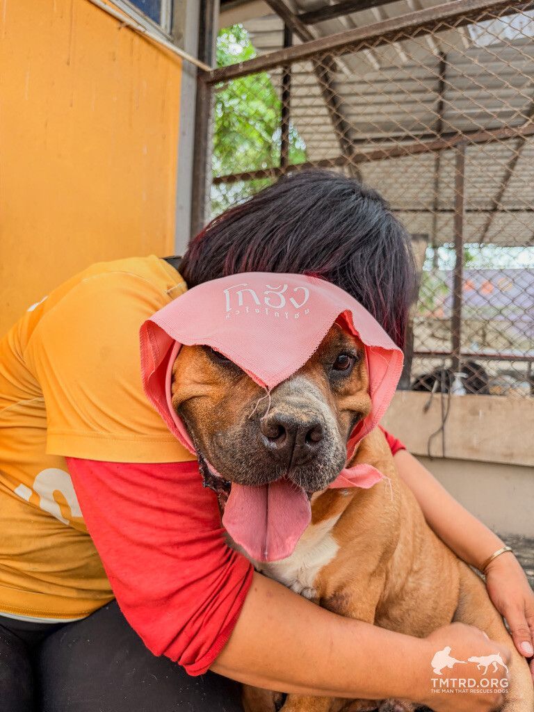 TMTRD - The Man That Rescues Dogs Foundation tweet media