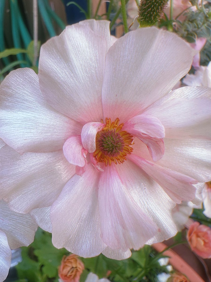 ヌマタヌマコ🥐 tweet media