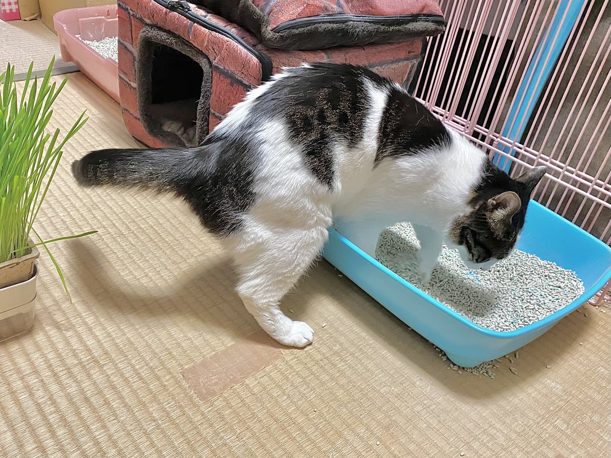 nyahpoco's tweet photo. ４月６日のミュウちゃん。チッチ2回。ウンチ1回（13粒）良いウンチ。

ミュウちゃんに呼ばれて行ってみたら・・・頑張ってるところでした😅

#リトルキャッツ出身
#にゃんくる卒業 https://t.co/2XcJ33uAdc