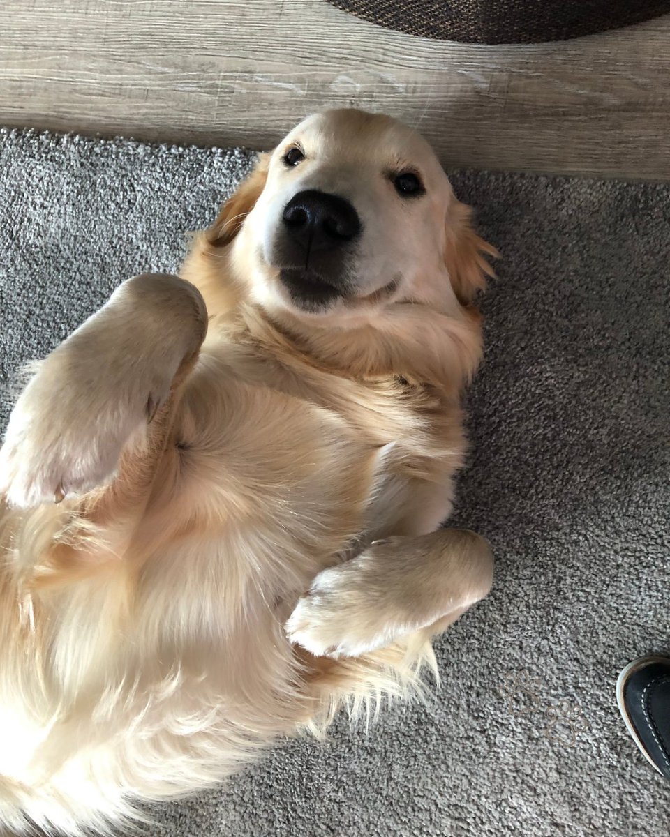 It's National Pet Day! 
Post the last photo you took of your pet in the comments for a chance to win a €100 gift card! 🐾