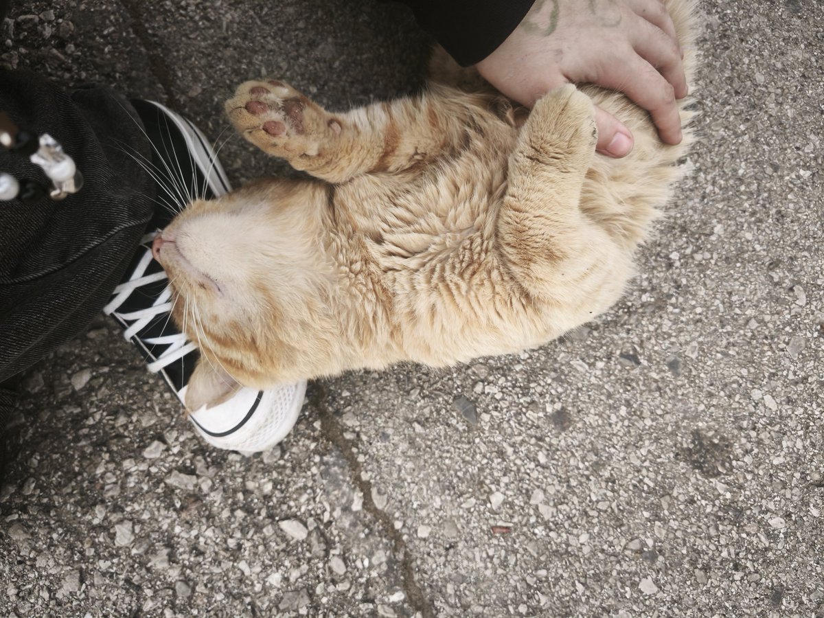 homosexual TRANStornadon't 4.0 ☀️ | vió a milo j tweet media