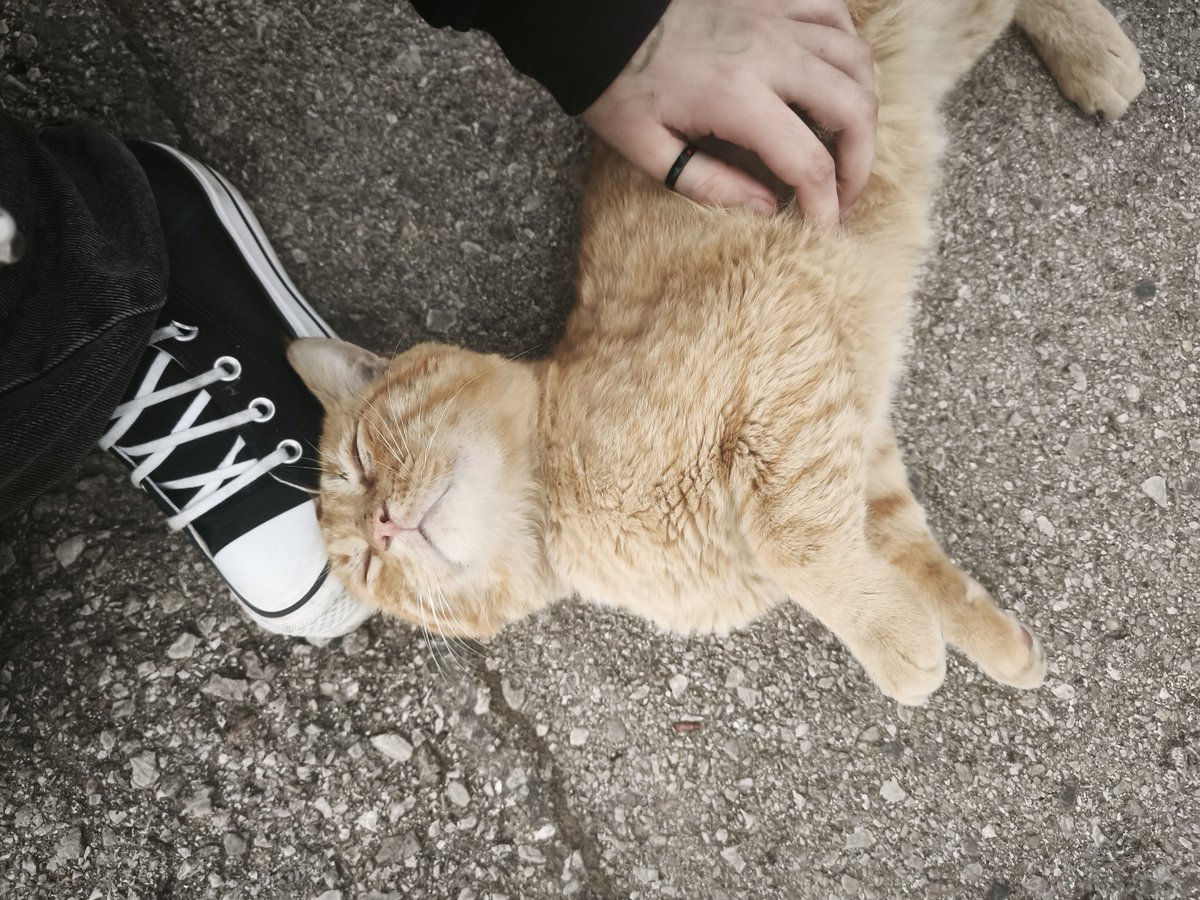 homosexual TRANStornadon't 4.0 ☀️ | vió a milo j tweet media