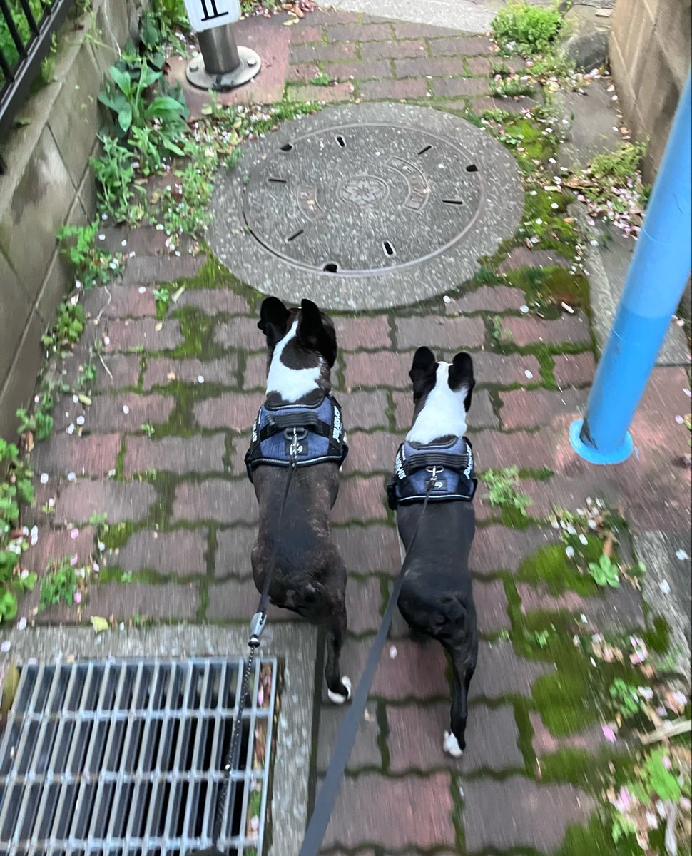 aritentosbo's tweet image. #Bostonterrier #ボストンテリア
#いぬのいる暮らし #いぬの気持ち
#お散歩
side by side🐶🐶💨