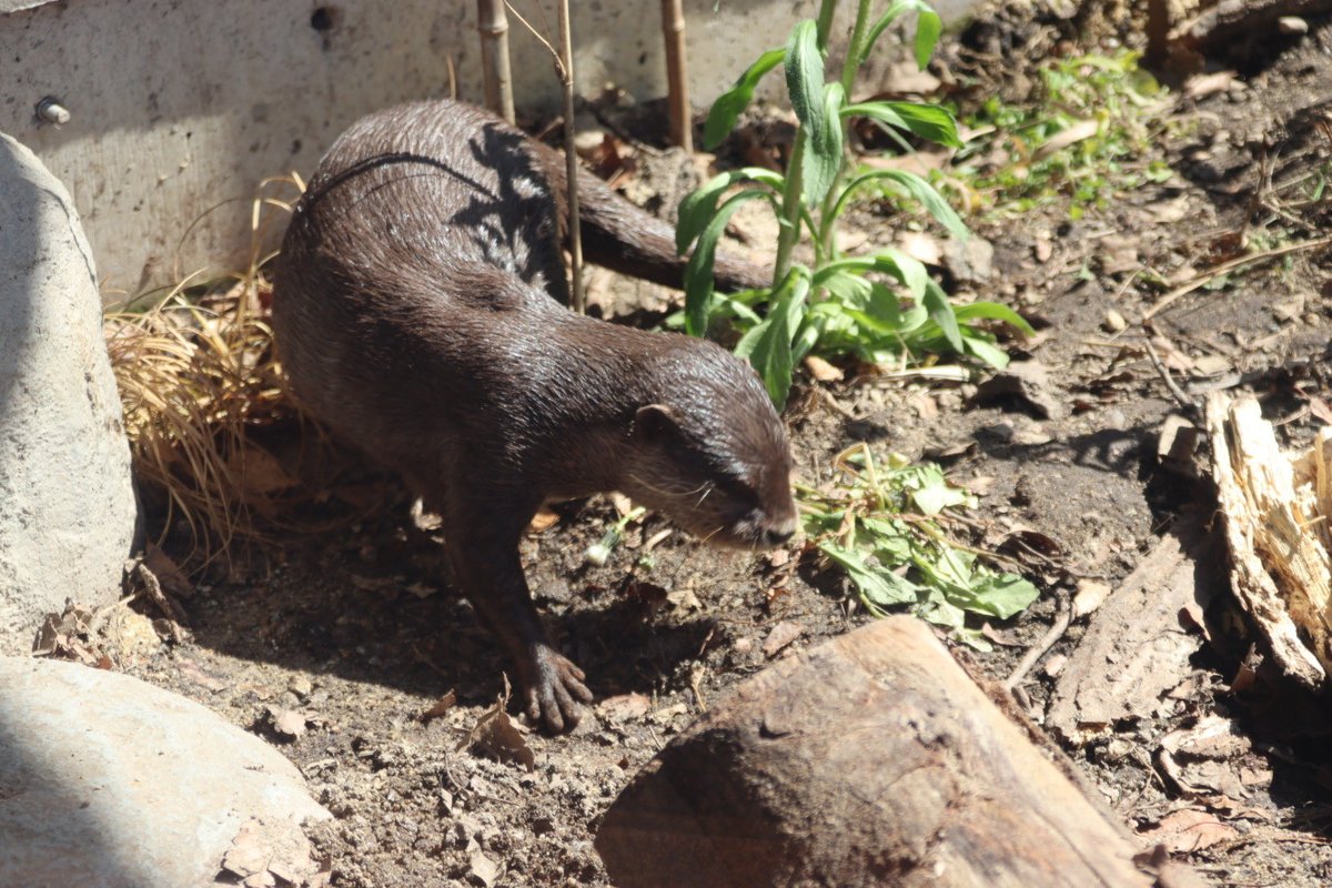 coshana3's tweet image. 今日の午後は　室内プールにワカサギと外にはペレット撒かれて食べてたよ。凄く人が多かったです。😊
#ドン
#コツメカワウソ
#東山動植物園　2026 .4.11