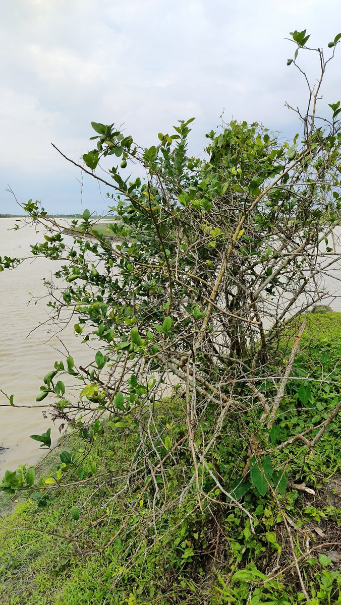 KRISHNA PUZARI tweet media