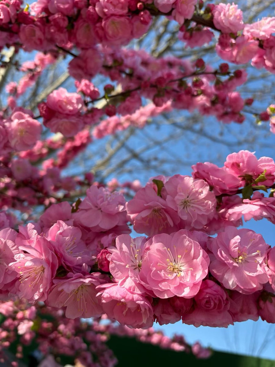 @奔波而霸 tweet media