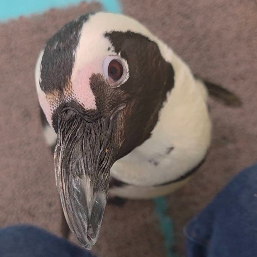 penguincafetail's tweet image. ペンギンの上目遣い︎💕︎
テイルのアイドルニーナさんに全員イチコロです！

 #ペンギン
 #Penguin
 #名古屋観光
 #デートスポット
 #動物カフェ