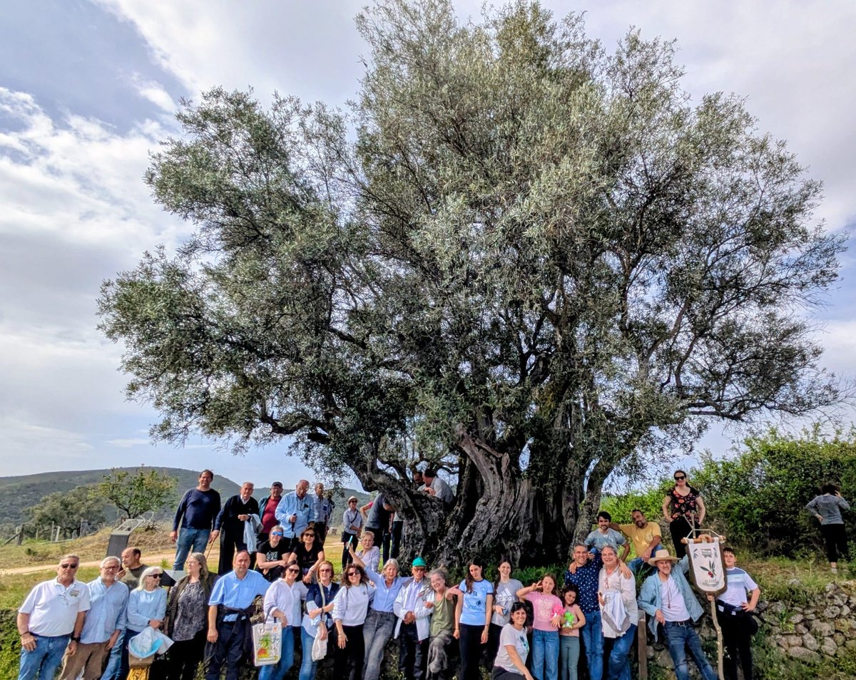 Asociación Olearum Cultura y Patrimonio del Aceite tweet media