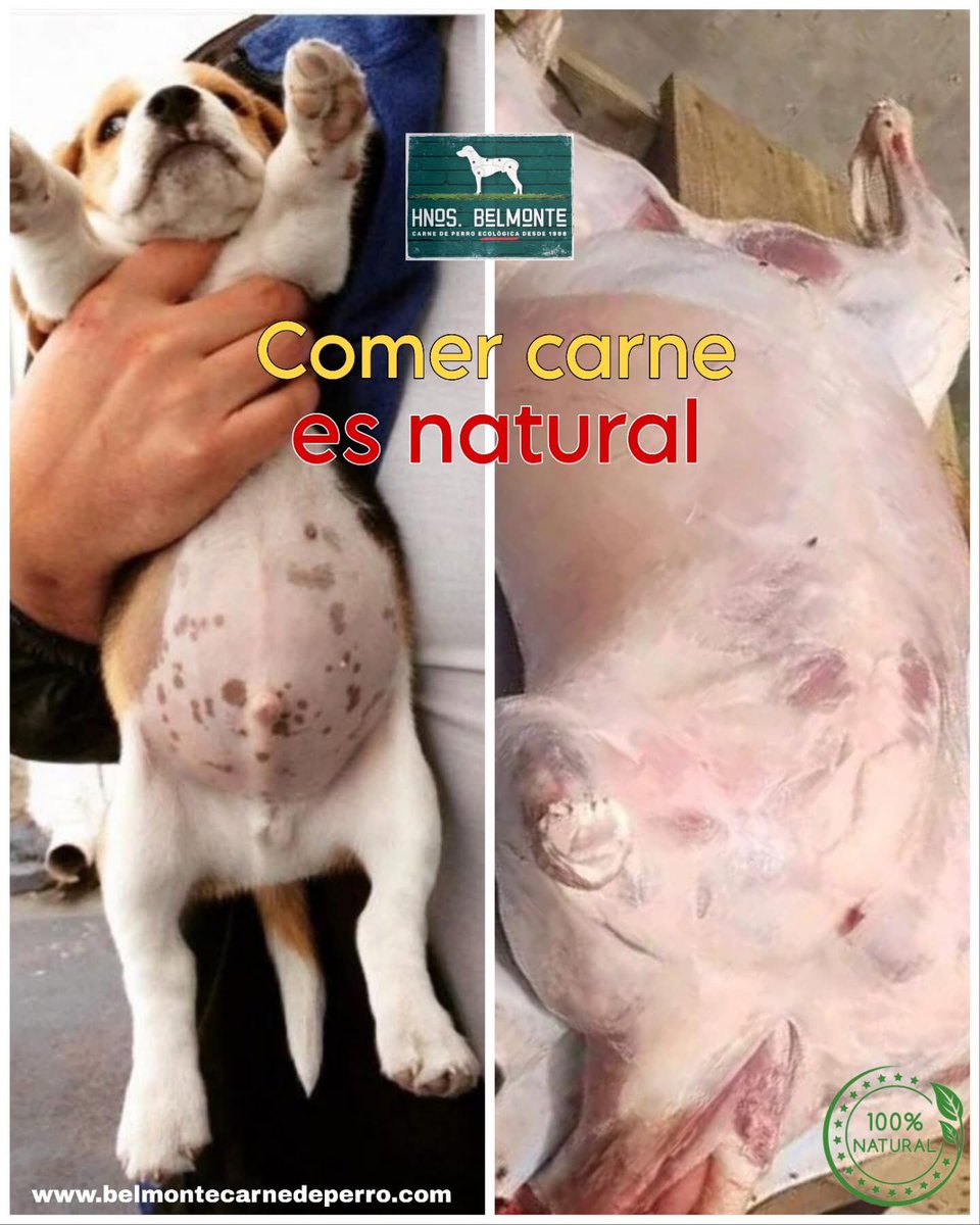 Belmonte Carne Ecológica de Perro tweet media
