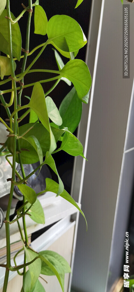 budonando's tweet image. Keep your pothos happy! Water when soil is dry (1-2 weeks) + bright indirect light. Its trailing vines add instant green charm to any space! #PlantParent #GreenLiving