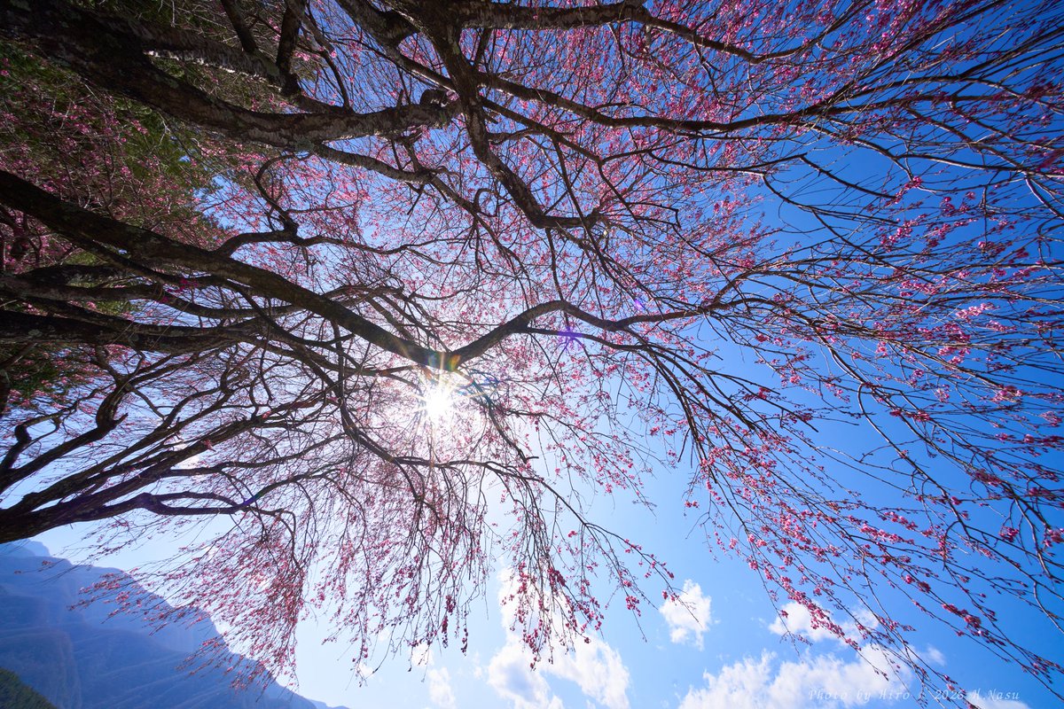 hnasu5709_hiro's tweet photo. 超広角レンズの世界
垂れ桜は少し早い感じでした🌸
#α7R3
#Voigtlander (フォクトレンダー)
#HELIAR-HYPER WIDE 10mm F5.6 Aspherical E-mount https://t.co/lHTr4zDdJJ