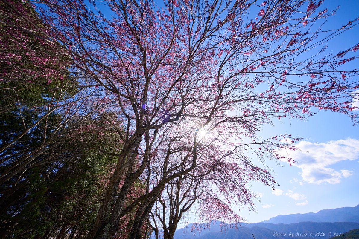 hnasu5709_hiro's tweet photo. 超広角レンズの世界
垂れ桜は少し早い感じでした🌸
#α7R3
#Voigtlander (フォクトレンダー)
#HELIAR-HYPER WIDE 10mm F5.6 Aspherical E-mount https://t.co/lHTr4zDdJJ