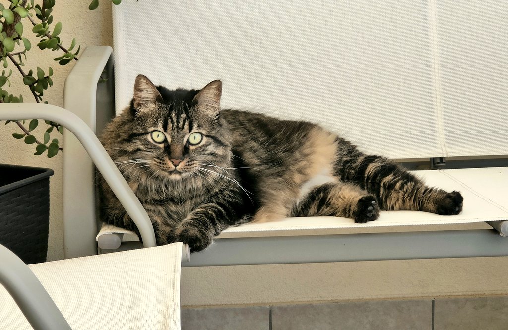 N_i_c_o_la's tweet image. Buongiorno 😽 

#marla