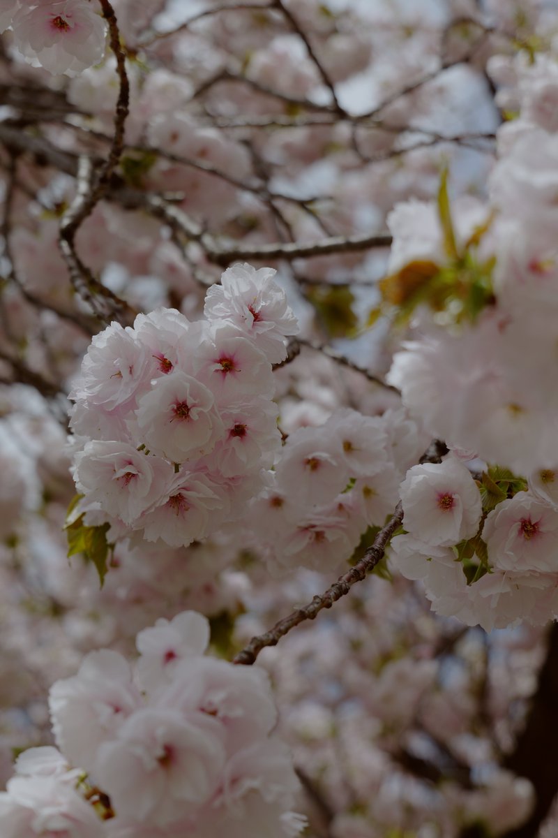 むーんず tweet media