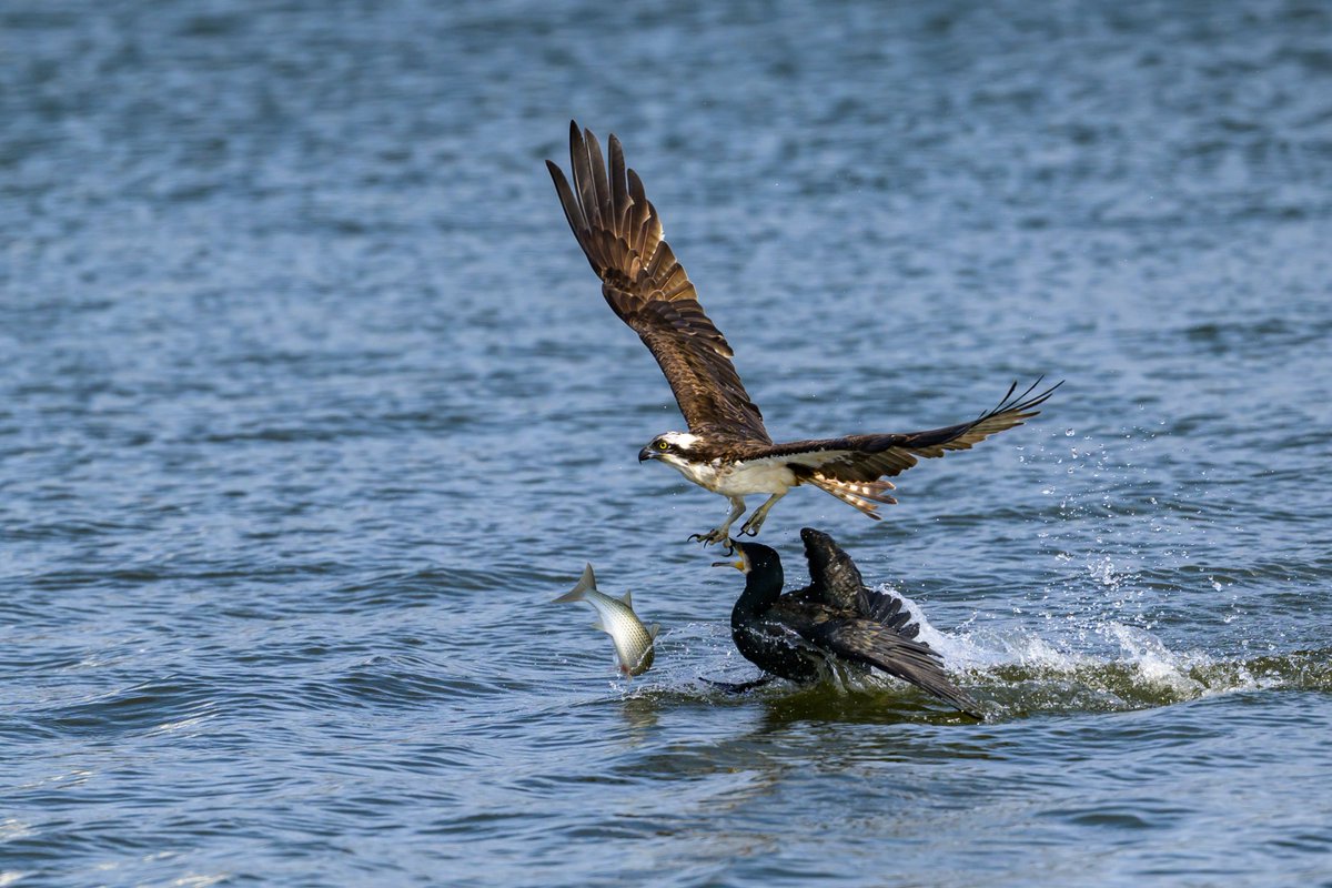 普段はミサゴの餌の横取りなんてしないカワウが今回ミサゴにアタック。ミサゴは狩り損、そしてカワウはアタック損。ボラはラッキー。