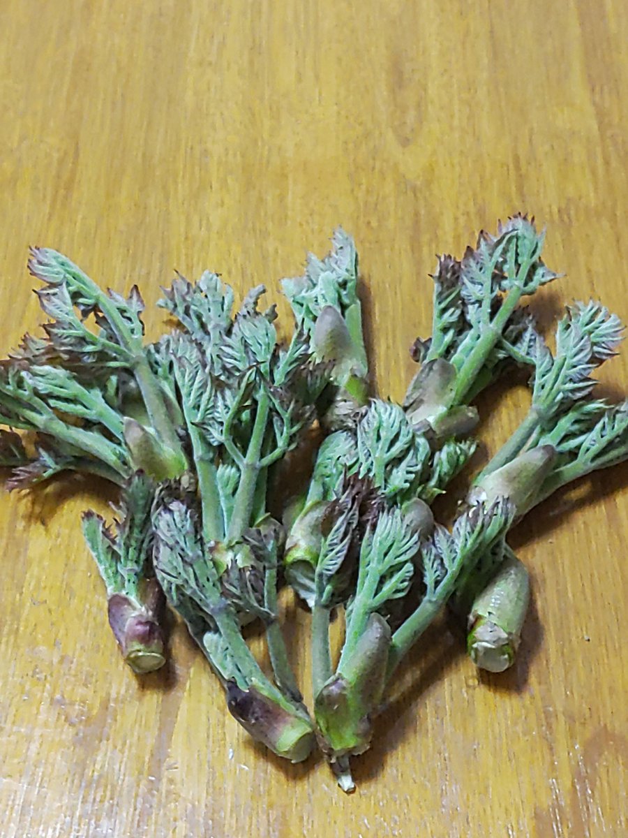 ダディ吉 tweet media