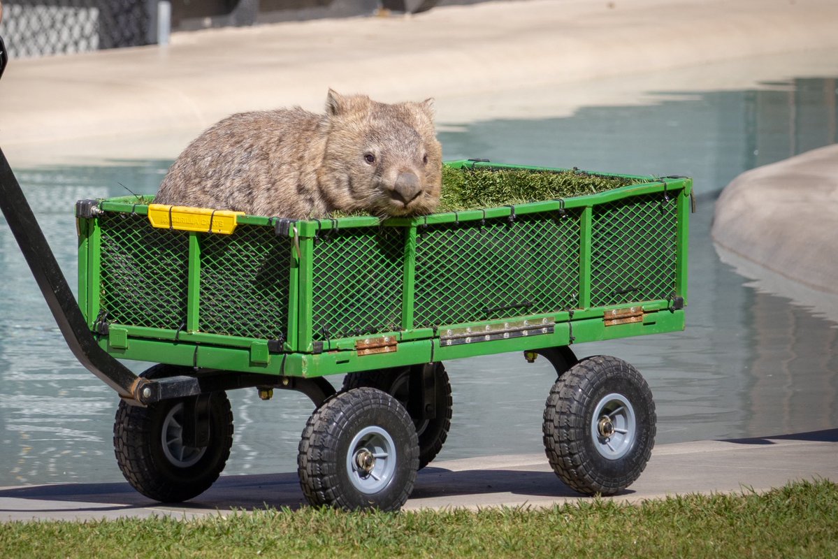 AustraliaZoo's tweet image. “What fuel crisis?😏” - Quote from the #AustraliaZoo wombats