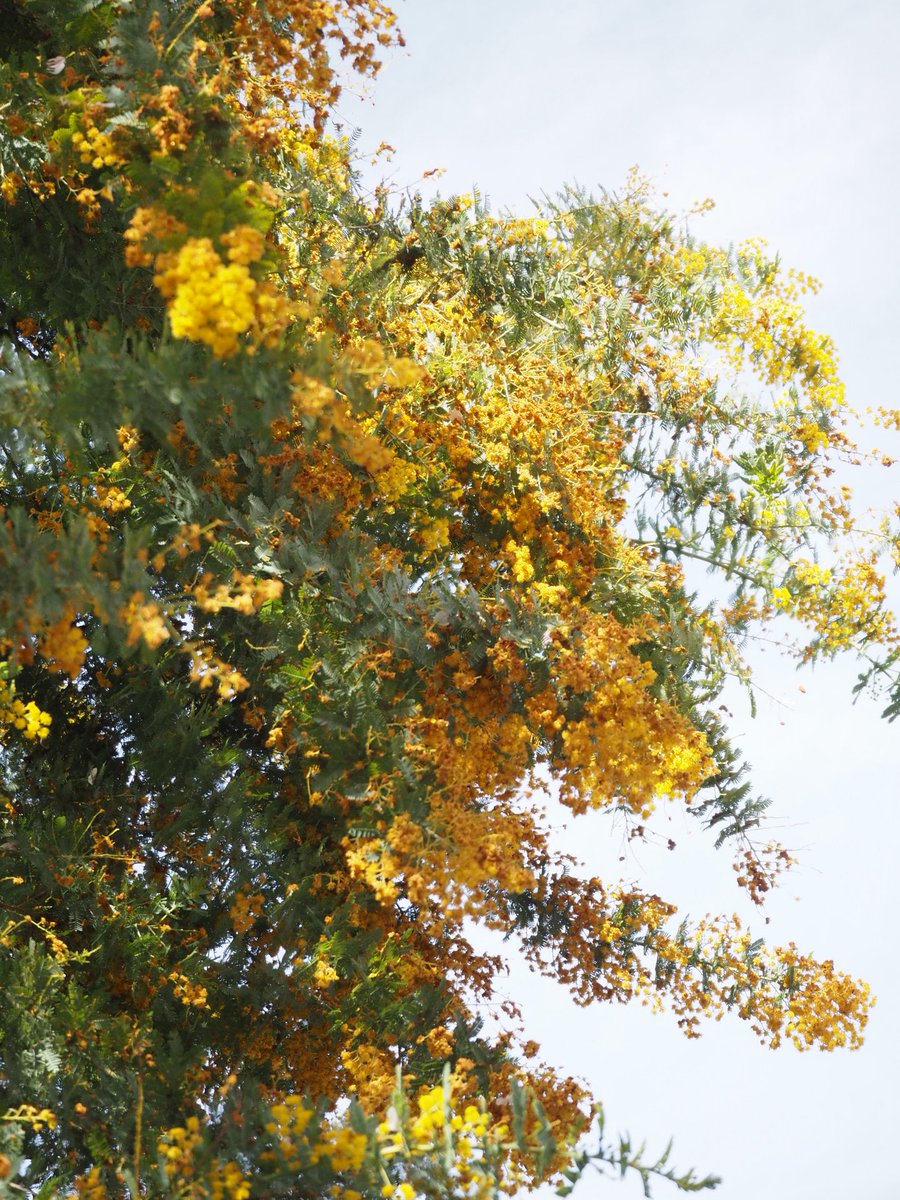 だんごむし tweet media