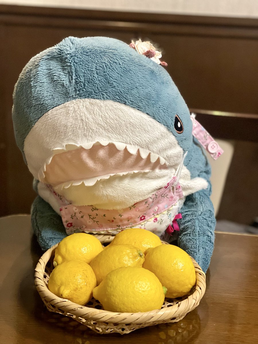 same_nichijou's tweet photo. 無農薬レモンでレモンシロップ作って
みたの🍋早く飲みたいね😊🌸 https://t.co/jbSJFkyhz9