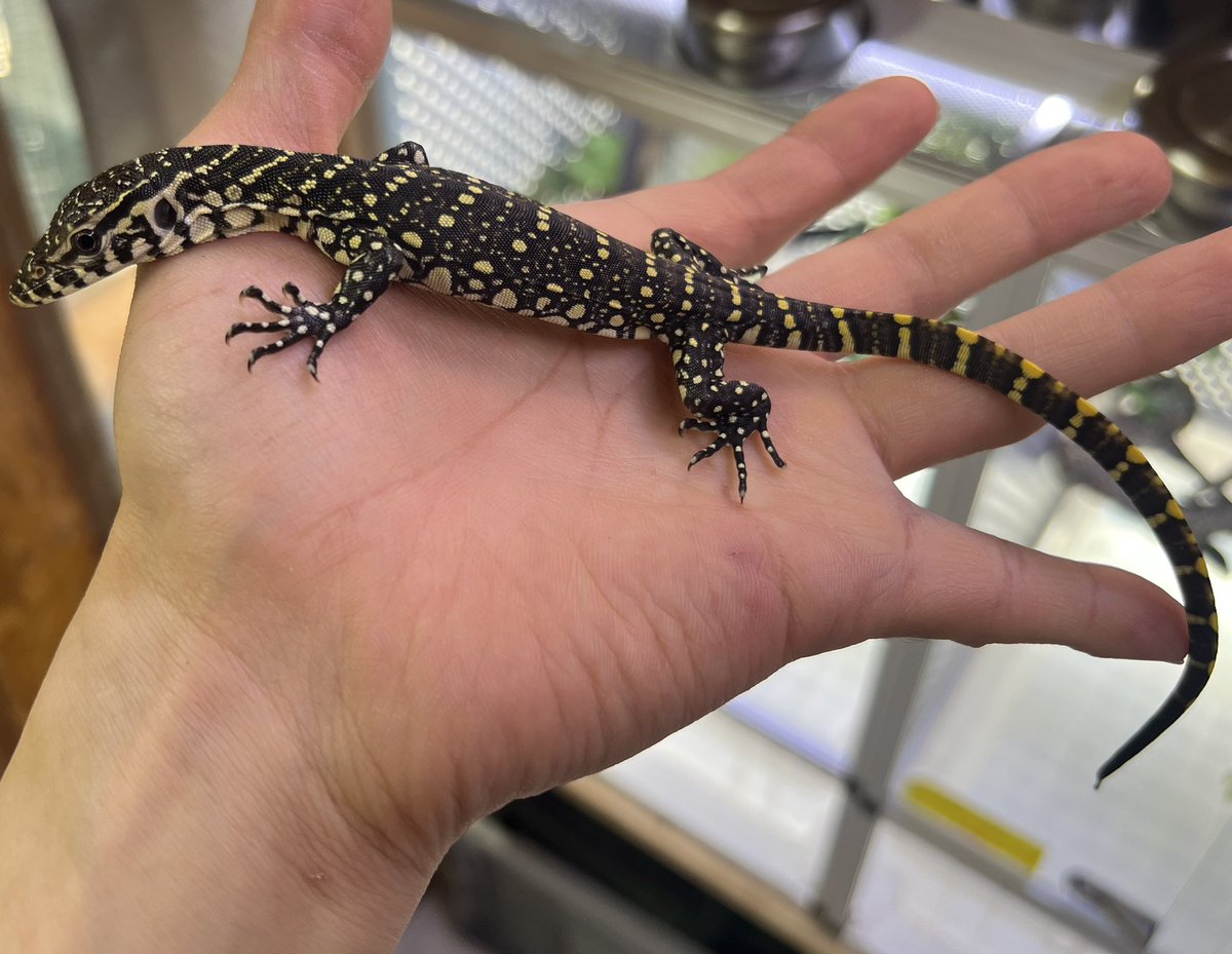 爬虫類倶楽部 大宮店 tweet media