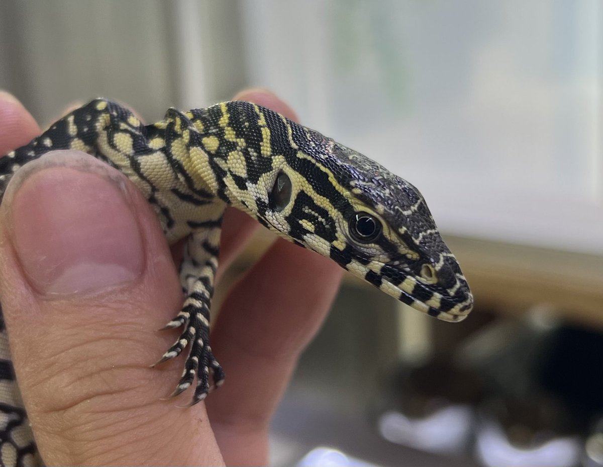 爬虫類倶楽部 大宮店 tweet media