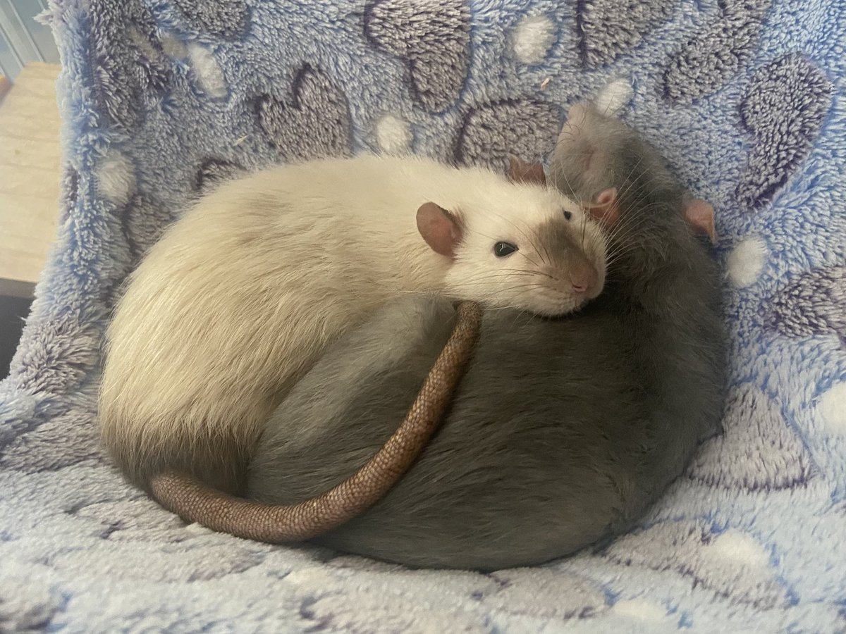 どろみ tweet media