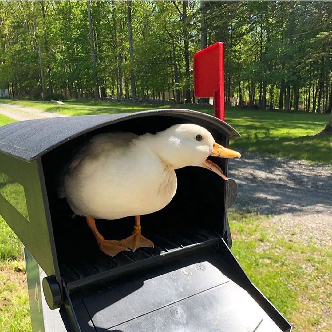 Mr. Mallard tweet media
